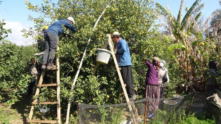 Mersinde hasadı bitiyor Kilosu 35 TL: Balkanlar, Rusya ve Orta Doğuya ihraç ediliyor: Dünyanın en güçlü c vitamini deposu, 70 derdin şifası