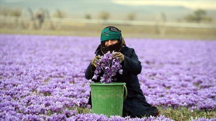 1 KİLO İÇİN 150 BİN ÇİÇEK GEREKİYOR