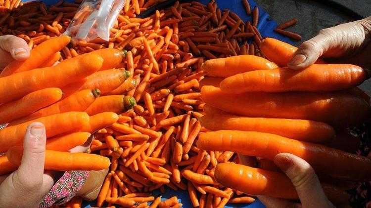 Meğer havucu böyle saklamak gerekiyormuş Haftalarca yumuşamıyor ve bozulmuyor