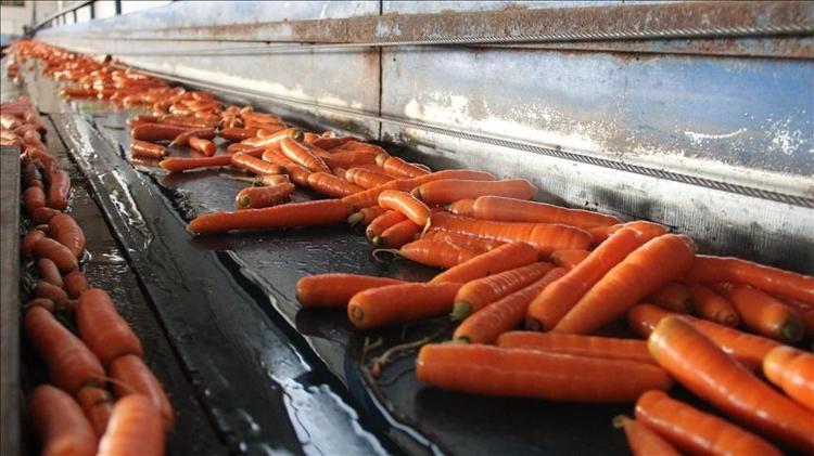 Meğer havucu böyle saklamak gerekiyormuş Haftalarca yumuşamıyor ve bozulmuyor