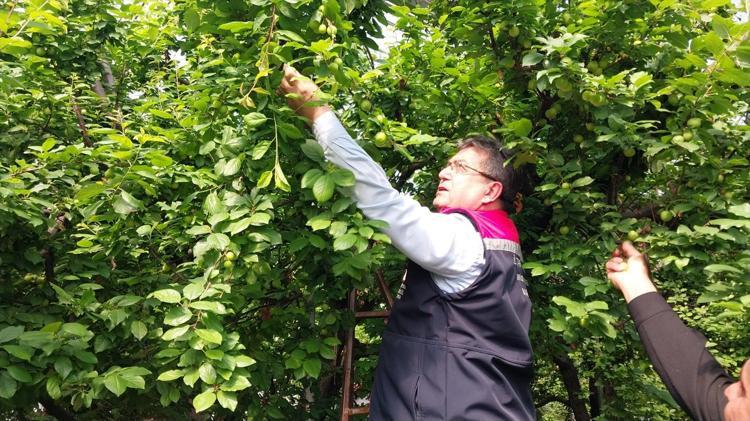 Mutta hasadı başladı Fiyatı yarı yarıya düştü: Böbreklerdeki toksinleri temizliyor