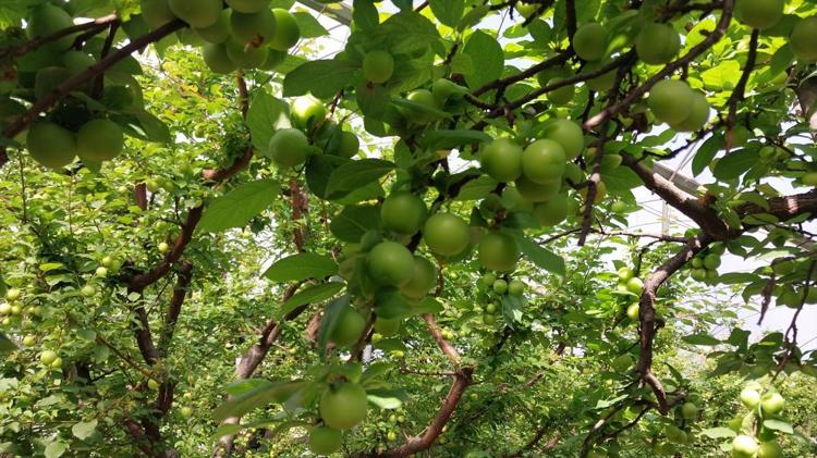 Mutta hasadı başladı Fiyatı yarı yarıya düştü: Böbreklerdeki toksinleri temizliyor