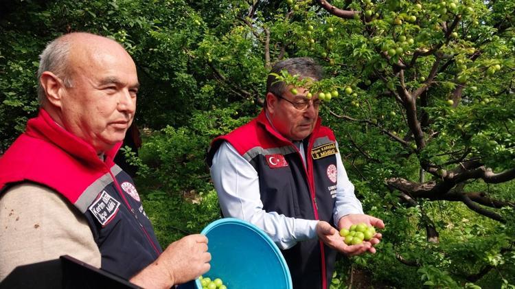 Mutta hasadı başladı Fiyatı yarı yarıya düştü: Böbreklerdeki toksinleri temizliyor