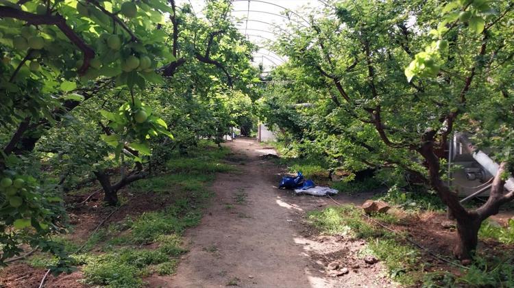 Mutta hasadı başladı Fiyatı yarı yarıya düştü: Böbreklerdeki toksinleri temizliyor