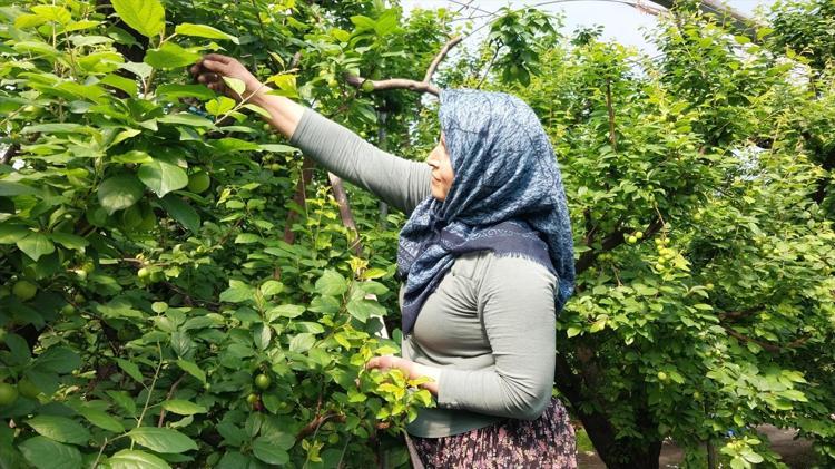 Mutta hasadı başladı Fiyatı yarı yarıya düştü: Böbreklerdeki toksinleri temizliyor