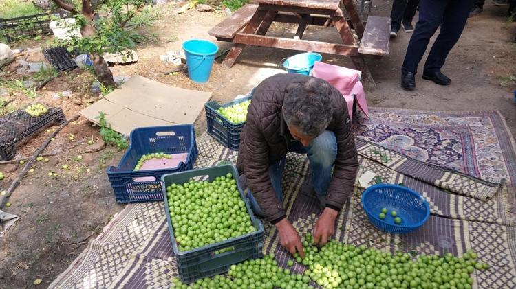 Mutta hasadı başladı Fiyatı yarı yarıya düştü: Böbreklerdeki toksinleri temizliyor