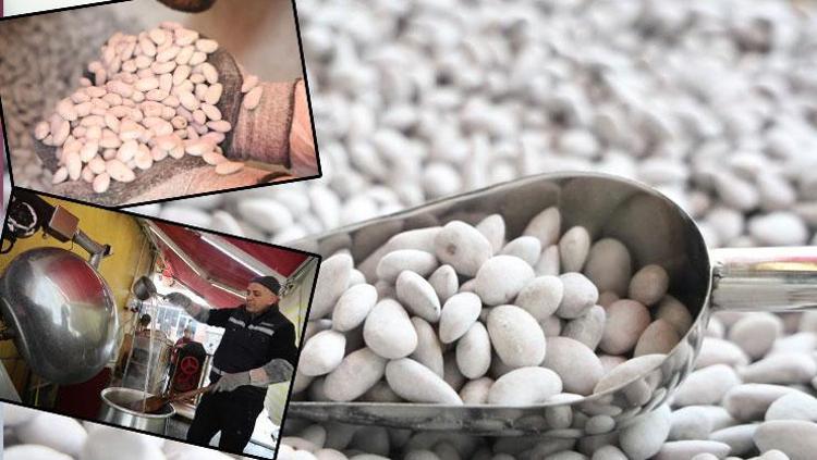 Elazığda beyaz altın olarak biliniyor Osmanlıdan kalan miras: Kilosu 500 TLden satılıyor