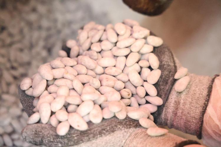 Elazığda beyaz altın olarak biliniyor Osmanlıdan kalan miras: Kilosu 500 TLden satılıyor