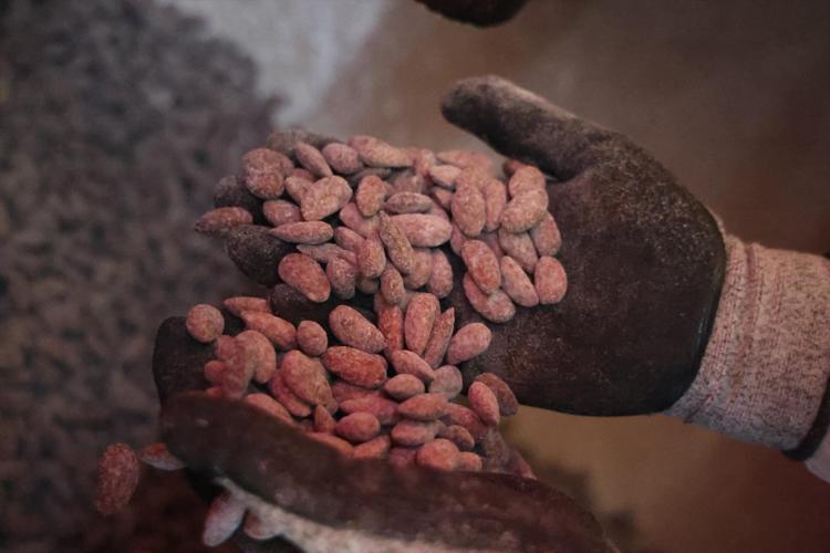 Elazığda beyaz altın olarak biliniyor Osmanlıdan kalan miras: Kilosu 500 TLden satılıyor