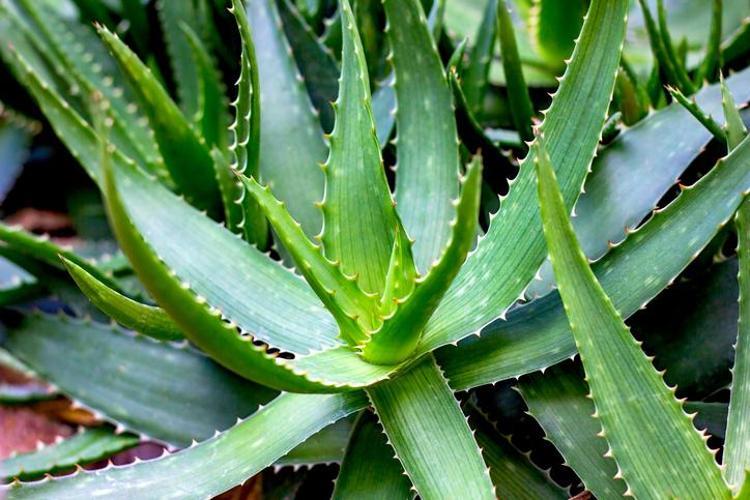 ALOE VERA