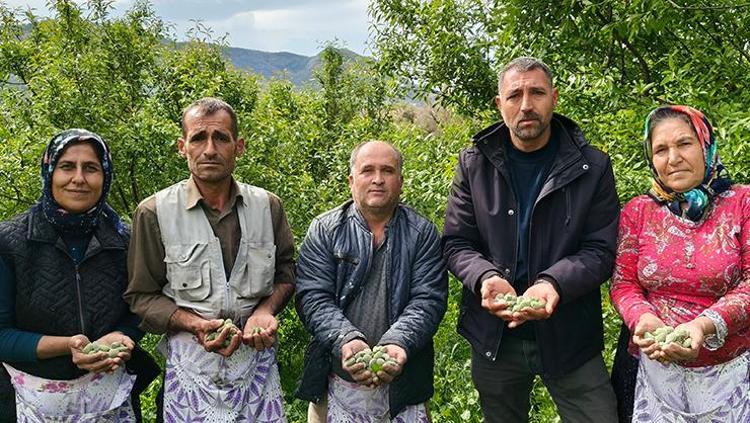 Örtü altında hasadı başladı, kilosu 150 TL Safra kesesinde taş oluşumunu engelliyor