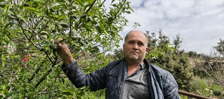 Örtü altında hasadı başladı, kilosu 150 TL Safra kesesinde taş oluşumunu engelliyor