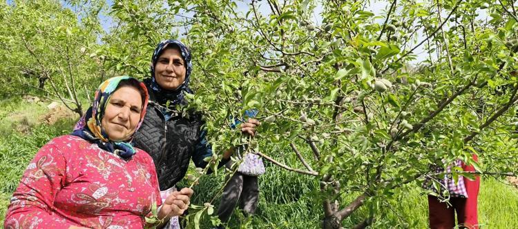 Örtü altında hasadı başladı, kilosu 150 TL Safra kesesinde taş oluşumunu engelliyor