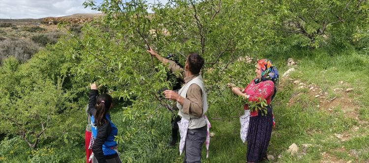 Örtü altında hasadı başladı, kilosu 150 TL Safra kesesinde taş oluşumunu engelliyor