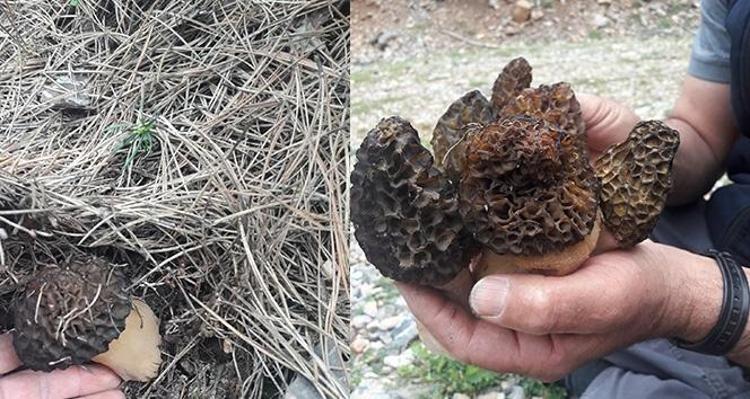 Dağların gizli hazinesi ortaya çıktı Toplayan paraya para demiyor 2-3 kilo bulan kendini altın bulmuş gibi şanslı sayıyor