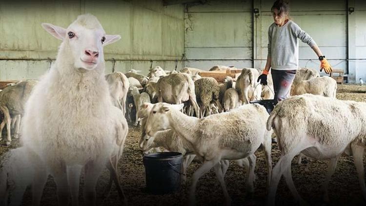 Kendi işini kurmak isteyen gençler için bulunmaz fırsat 15 soruda 100 koyun desteği: Şartları neler