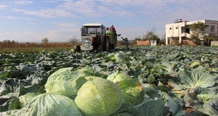 Tarlada kilosu 9 TL ama markette 100 TLye satılıyor Fiyatı el yaksa da kalbin ve damarların en iyi dostu