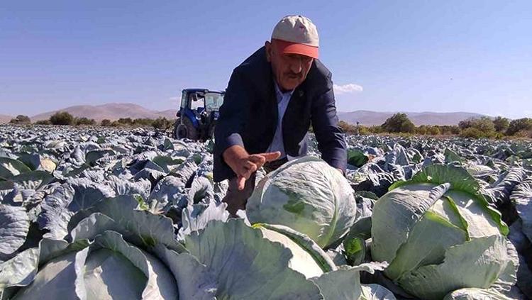 Tarlada kilosu 9 TL ama markette 100 TLye satılıyor Fiyatı el yaksa da kalbin ve damarların en iyi dostu