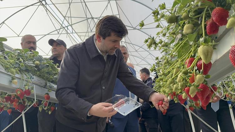 Topraksız yetiştiriliyor, hasadı başladı Cilde kolajen yükleyip gençleştiriyor