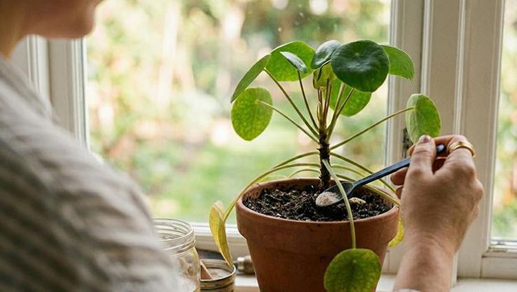 Bitkileri anında canlandıran 2 malzemeli karışım Solmuş bitkilere bile çiçek açtırıyor