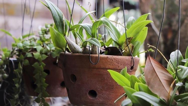 Bitkileri anında canlandıran 2 malzemeli karışım Solmuş bitkilere bile çiçek açtırıyor