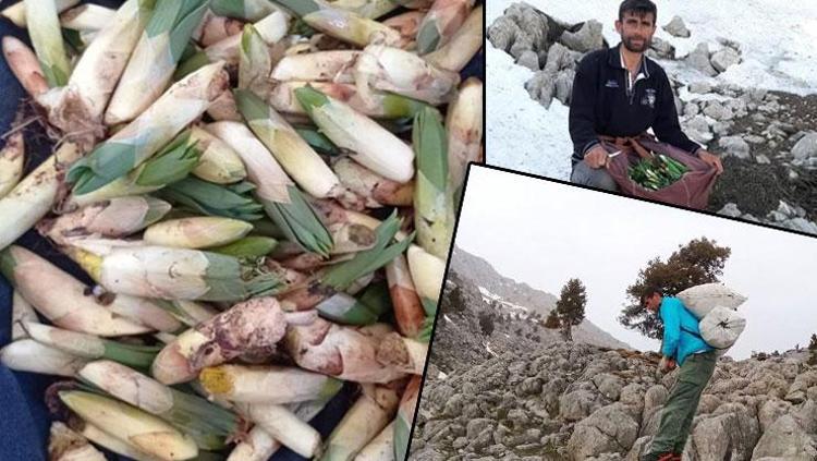 Kayalıkta kendiliğinden yetişiyor Kahramanmaraşta toplanmaya başlandı: Kilosu 300 liraya satılıyor