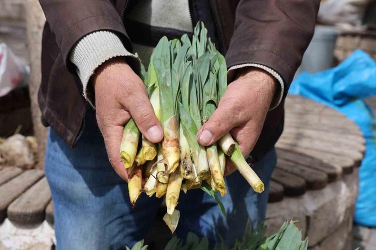 Kayalıkta kendiliğinden yetişiyor Kahramanmaraşta toplanmaya başlandı: Kilosu 300 liraya satılıyor