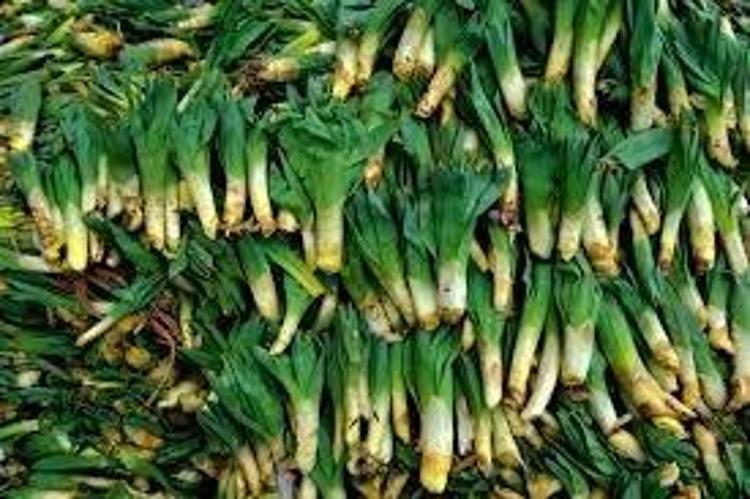 Kayalıkta kendiliğinden yetişiyor Kahramanmaraşta toplanmaya başlandı: Kilosu 300 liraya satılıyor