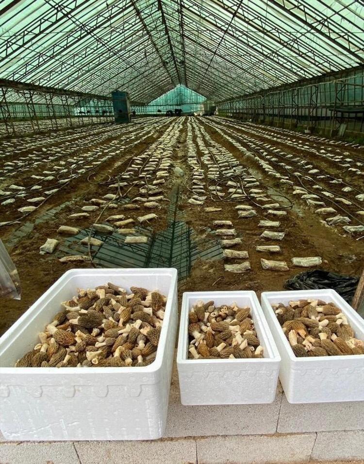 Türkiyede kimsenin aklına gelmeyeni yaptı İlk hasatta 650 kilogram mahsul çıktı