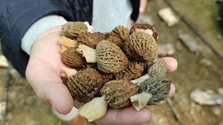 Türkiyede kimsenin aklına gelmeyeni yaptı İlk hasatta 650 kilogram mahsul çıktı