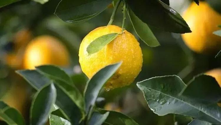 Limonun üzerindeki o işarete dikkat Pürüzsüz kabuk meğer ne anlama geliyormuş...