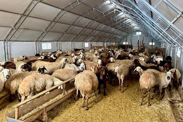KIRSALDA BEREKET KÜÇÜKBAŞA DESTEK BAŞVURULARI NE ZAMAN YAPILACAK