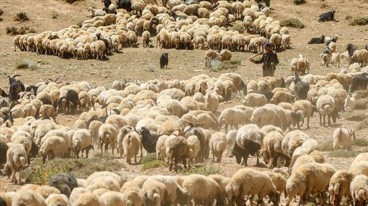 KÜÇÜKBAŞ DESTEK PROJESİ HANGİ İLLERDE UYGULANACAK