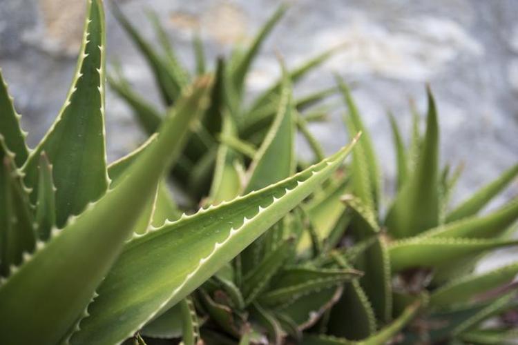 ALOE VERA