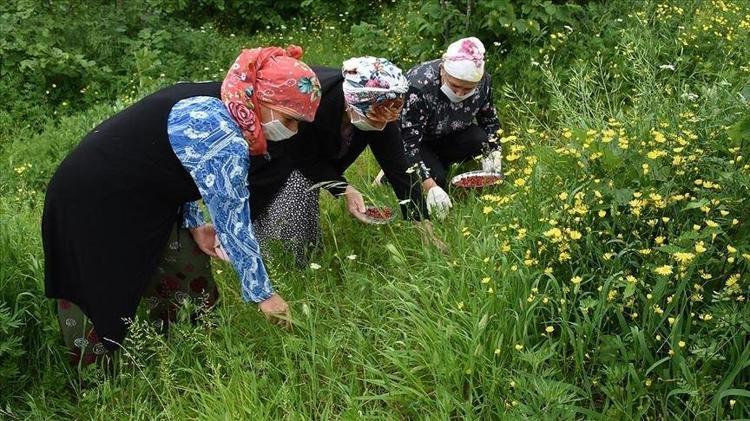 Pazarın en pahalı meyvesi meğer doğada kendiliğinden yetişiyormuş İşte o mucize tür