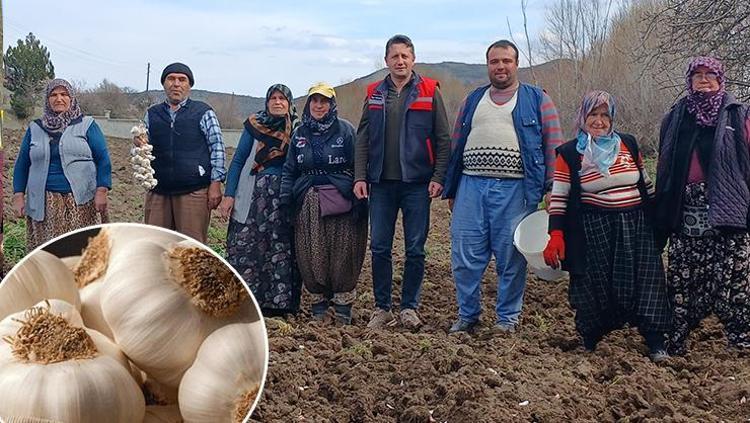 Doğal antibiyotik olarak biliniyor 1 yıl geçse bile ilk günkü gibi tazecik kalıyor