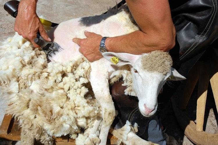 Yünden gübre olur mu demeyin Avrupa kapış kapış alıyor, biz ise yaylada bırakıyoruz