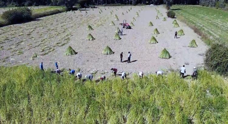 Kemik erimesine karşı en güçlü besin: Sadece bir kaşığı bile yetiyor Sütün tahtını sallayan mucize