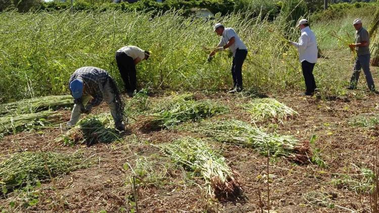 Kemik erimesine karşı en güçlü besin: Sadece bir kaşığı bile yetiyor Sütün tahtını sallayan mucize