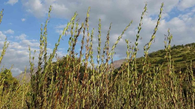 Kemik erimesine karşı en güçlü besin: Sadece bir kaşığı bile yetiyor Sütün tahtını sallayan mucize