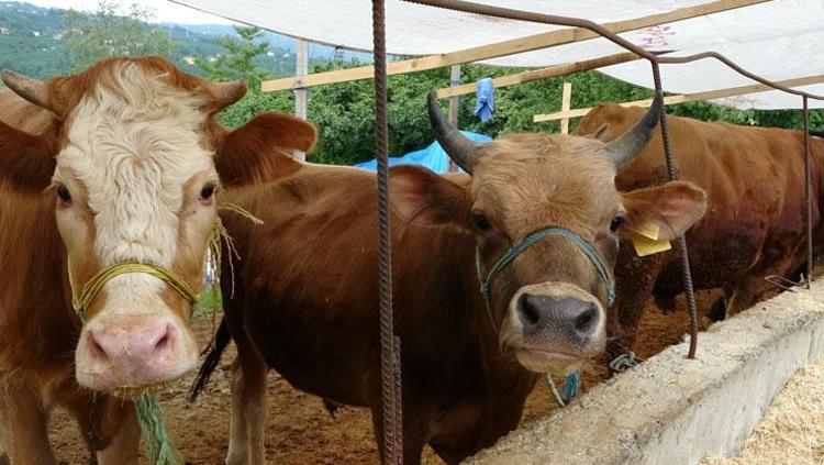 KURBAN KESİM HAZIRLIKLARI BAŞLADI
