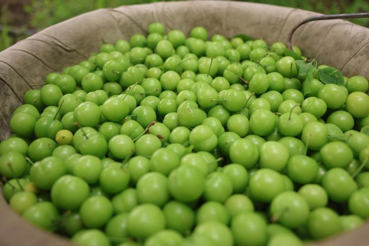 Turfanda hasadı başladı, kilosu 350 TL Avrupaya kilo kilo satılıyor: Demir emilimini artırıp kansızlığı engelliyor