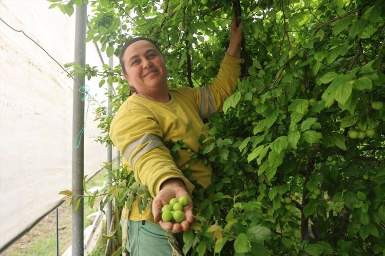 Turfanda hasadı başladı, kilosu 350 TL Avrupaya kilo kilo satılıyor: Demir emilimini artırıp kansızlığı engelliyor