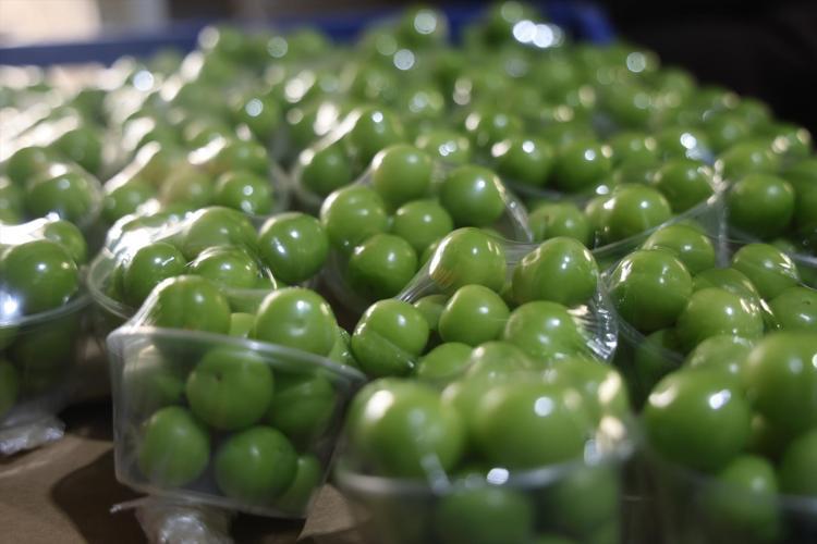 Turfanda hasadı başladı, kilosu 350 TL Avrupaya kilo kilo satılıyor: Demir emilimini artırıp kansızlığı engelliyor