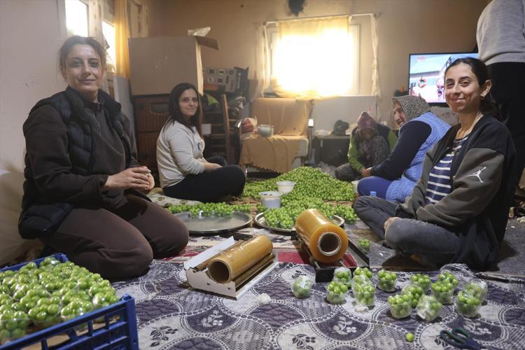 Turfanda hasadı başladı, kilosu 350 TL Avrupaya kilo kilo satılıyor: Demir emilimini artırıp kansızlığı engelliyor