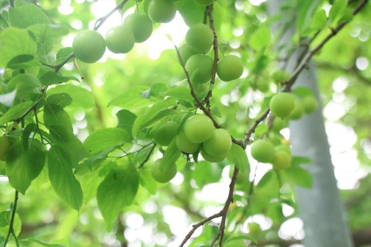 Turfanda hasadı başladı, kilosu 350 TL Avrupaya kilo kilo satılıyor: Demir emilimini artırıp kansızlığı engelliyor