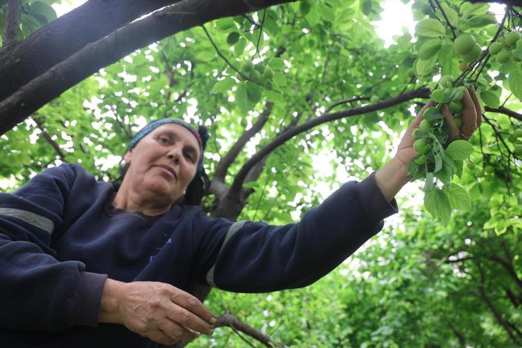 Turfanda hasadı başladı, kilosu 350 TL Avrupaya kilo kilo satılıyor: Demir emilimini artırıp kansızlığı engelliyor