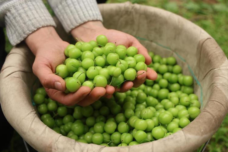 Turfanda hasadı başladı, kilosu 350 TL Avrupaya kilo kilo satılıyor: Demir emilimini artırıp kansızlığı engelliyor