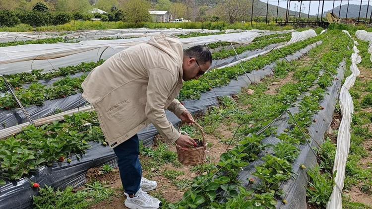 Adanada ezber bozan uygulama Parasını veriyorlar, işçiliği kendileri yapıyorlar: Böyle hasat görülmedi
