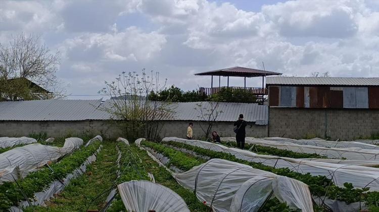 Adanada ezber bozan uygulama Parasını veriyorlar, işçiliği kendileri yapıyorlar: Böyle hasat görülmedi